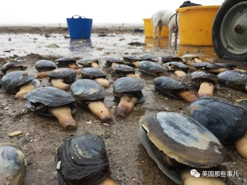 一场大风暴 英国海滩刮来数以百万计的海鲜!