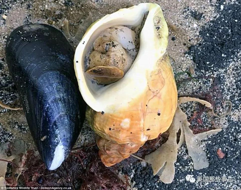 一场大风暴 英国海滩刮来数以百万计的海鲜!