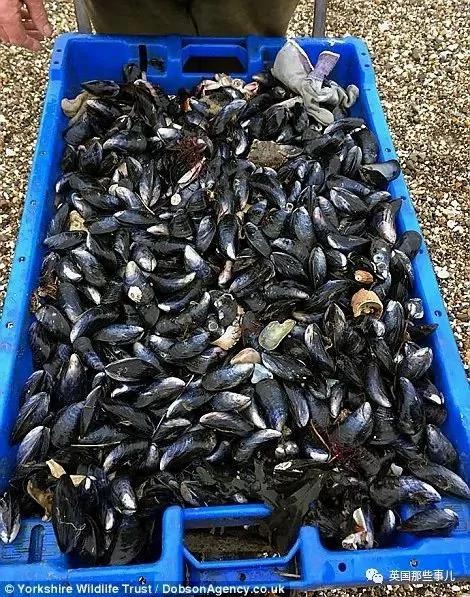 一场大风暴 英国海滩刮来数以百万计的海鲜!