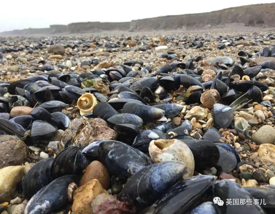 一场大风暴 英国海滩刮来数以百万计的海鲜!