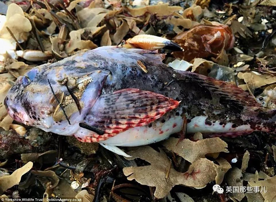 一场大风暴 英国海滩刮来数以百万计的海鲜!