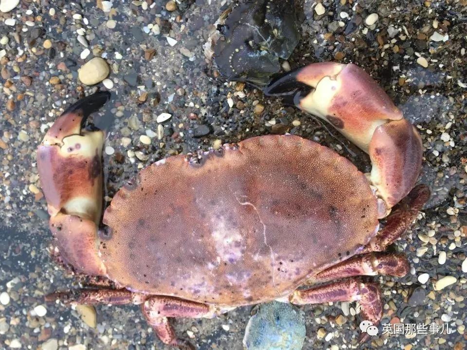 一场大风暴 英国海滩刮来数以百万计的海鲜!