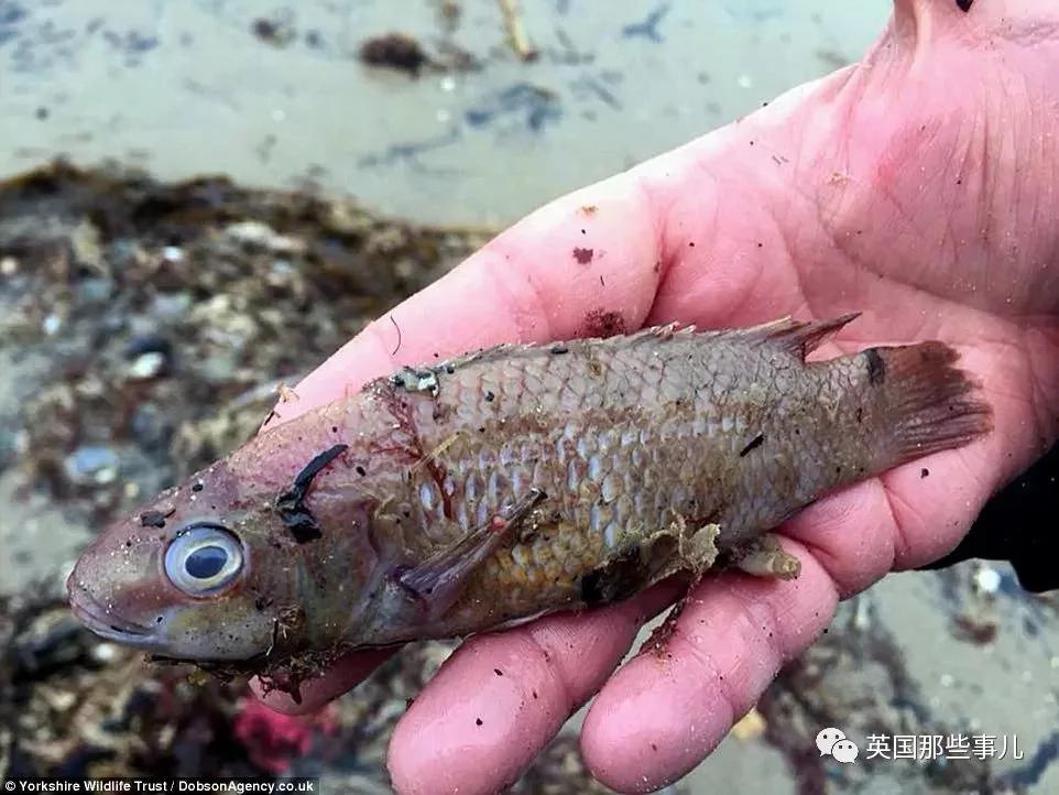 一场大风暴 英国海滩刮来数以百万计的海鲜!