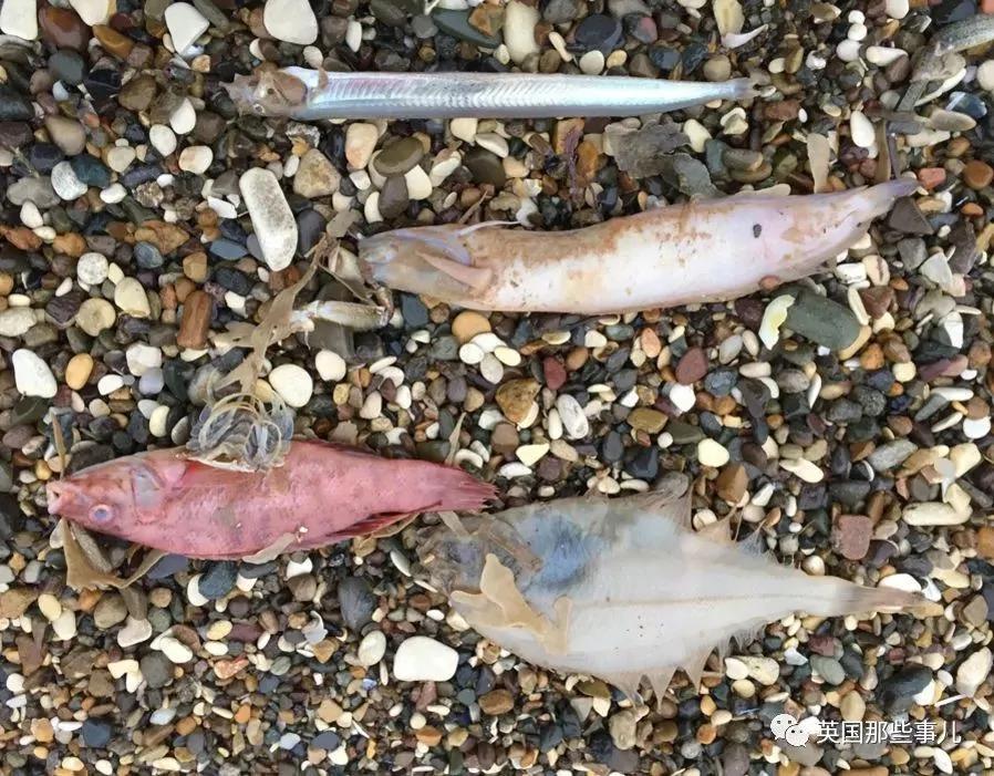一场大风暴 英国海滩刮来数以百万计的海鲜!