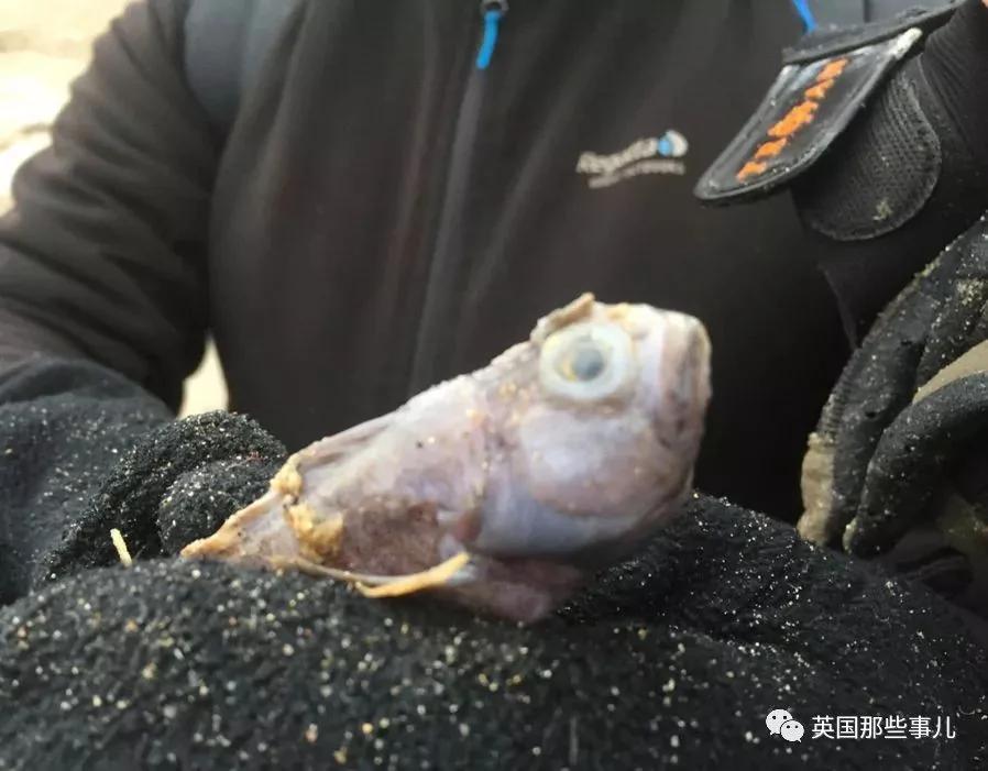 一场大风暴 英国海滩刮来数以百万计的海鲜!