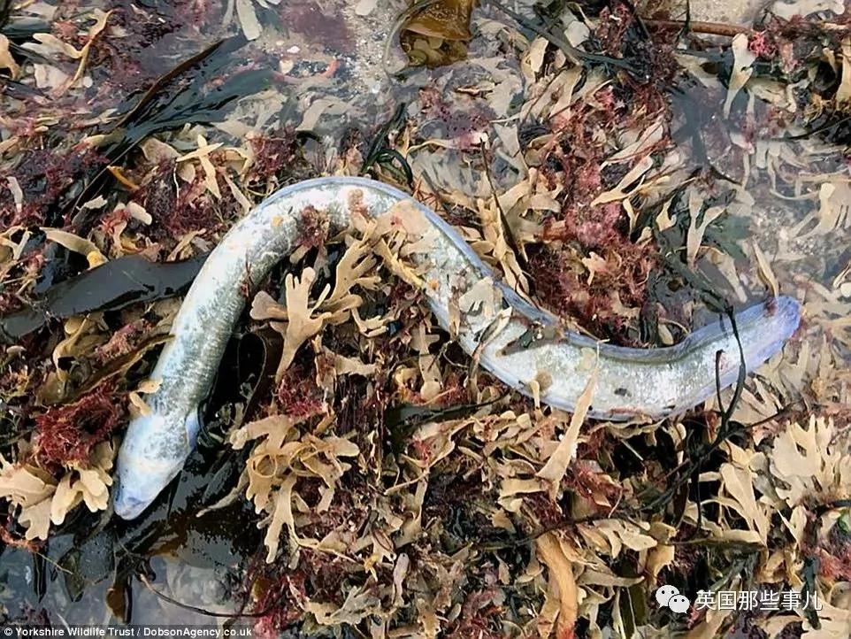 一场大风暴 英国海滩刮来数以百万计的海鲜!