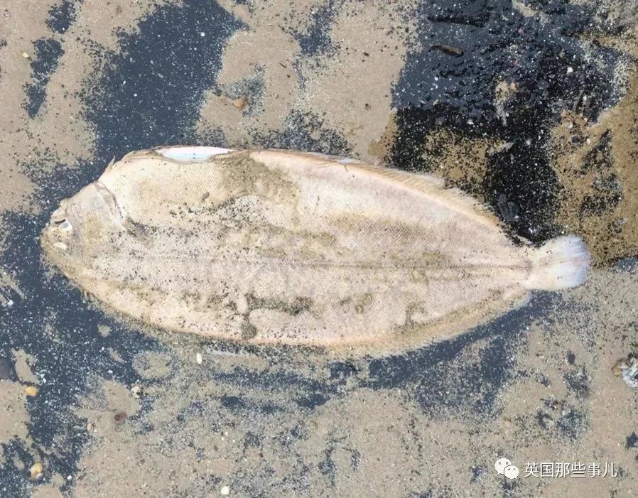 一场大风暴 英国海滩刮来数以百万计的海鲜!