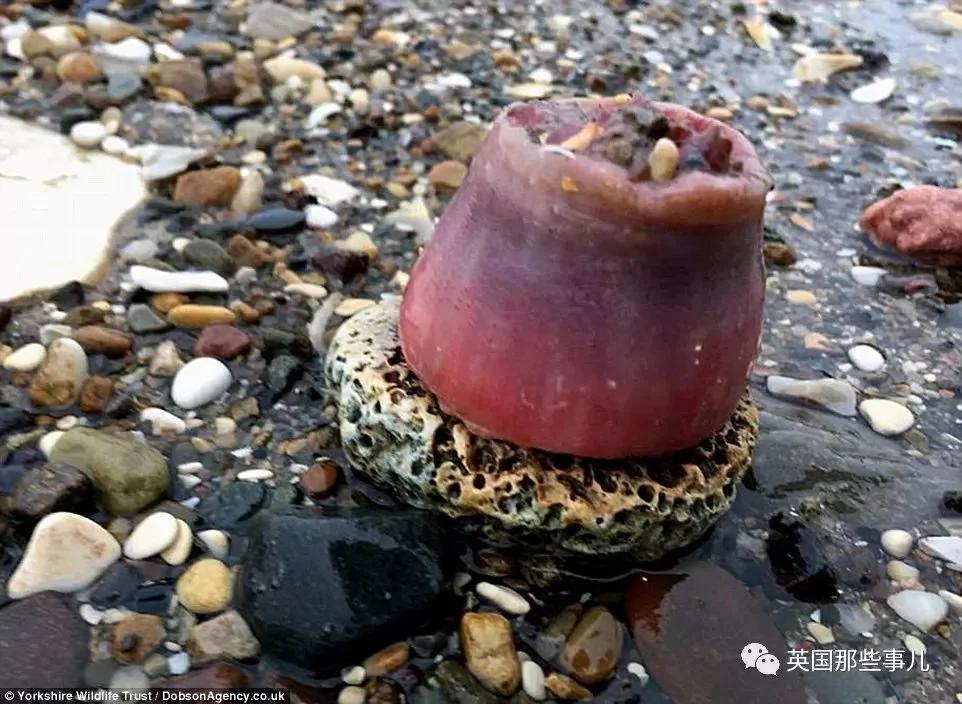 一场大风暴 英国海滩刮来数以百万计的海鲜!