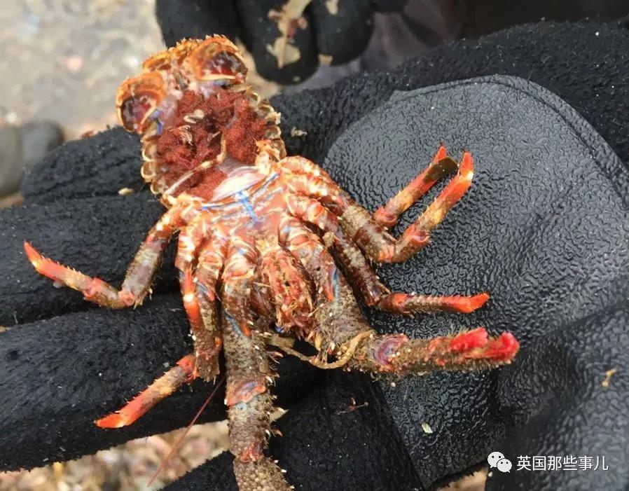 一场大风暴 英国海滩刮来数以百万计的海鲜!