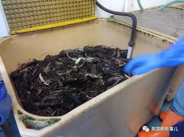 一场大风暴 英国海滩刮来数以百万计的海鲜!
