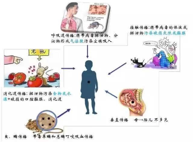 碰了下这动物 男子高烧4天险没命