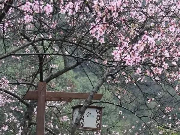 又一个避世小城要火 绝美桃花即将盛放
