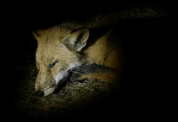 澳洲狐狸泛滥成灾 当地农民2天捕杀7百多只!