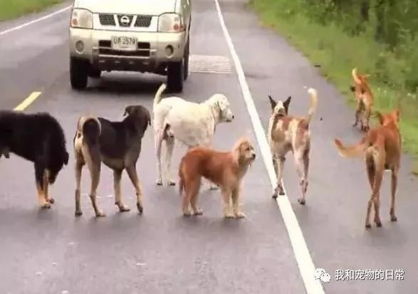 马路上有一群流浪狗围成一个圈挡路 怎么撵也不走 最后让人们为之感动!