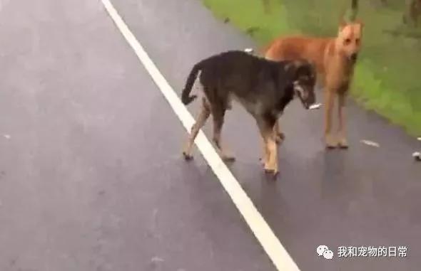 马路上有一群流浪狗围成一个圈挡路 怎么撵也不走 最后让人们为之感动!