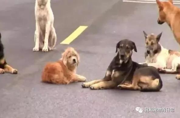 马路上有一群流浪狗围成一个圈挡路 怎么撵也不走 最后让人们为之感动!