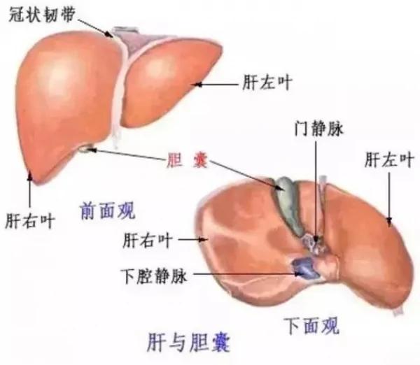 为什么“肝癌”一发现就是晚期?如果有“这3种症状” 就一定要注意了!