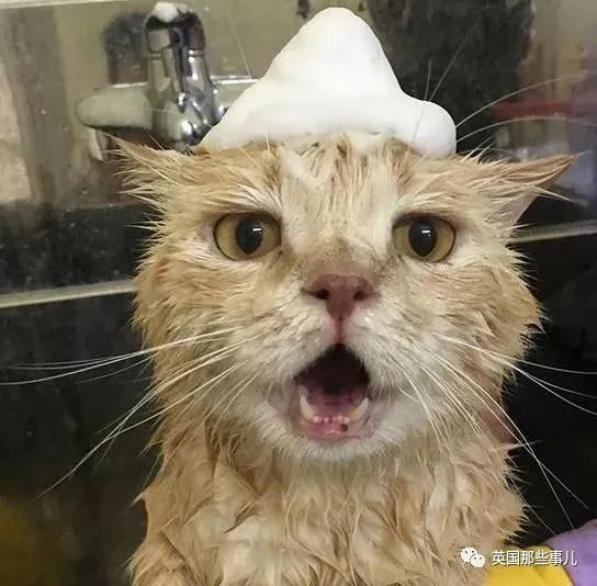 这只名叫狗的橘猫 是整片菜市场当之无愧的王者…