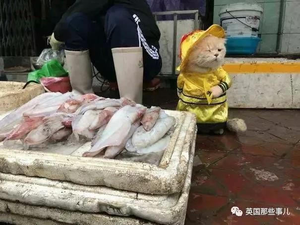 这只名叫狗的橘猫 是整片菜市场当之无愧的王者…