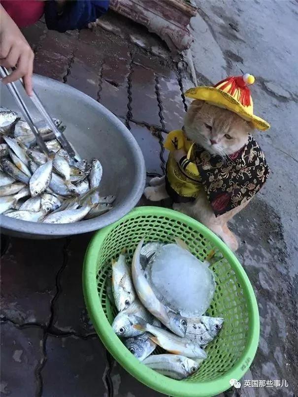 这只名叫狗的橘猫 是整片菜市场当之无愧的王者…