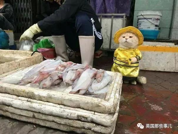 这只名叫狗的橘猫 是整片菜市场当之无愧的王者…