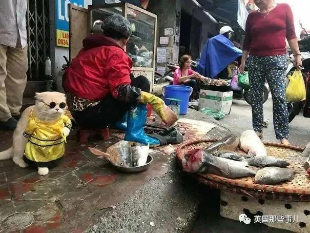 这只名叫狗的橘猫 是整片菜市场当之无愧的王者…