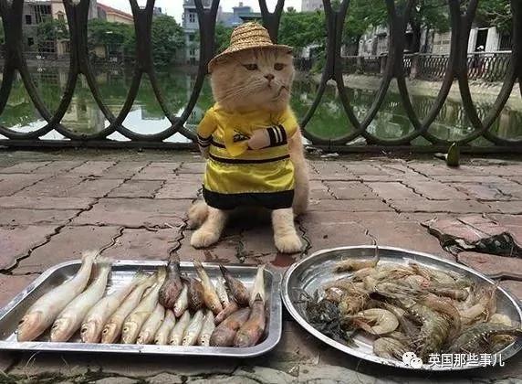 这只名叫狗的橘猫 是整片菜市场当之无愧的王者…