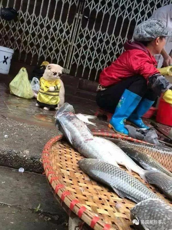 这只名叫狗的橘猫 是整片菜市场当之无愧的王者…