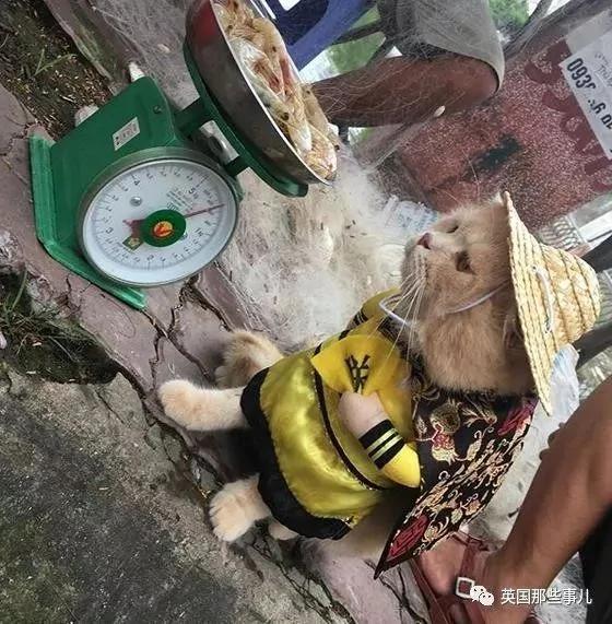 这只名叫狗的橘猫 是整片菜市场当之无愧的王者…