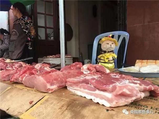 这只名叫狗的橘猫 是整片菜市场当之无愧的王者…