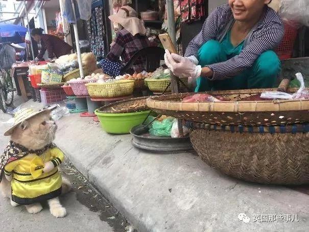 这只名叫狗的橘猫 是整片菜市场当之无愧的王者…