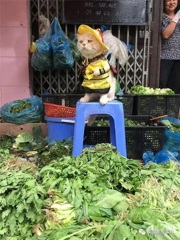 这只名叫狗的橘猫 是整片菜市场当之无愧的王者…