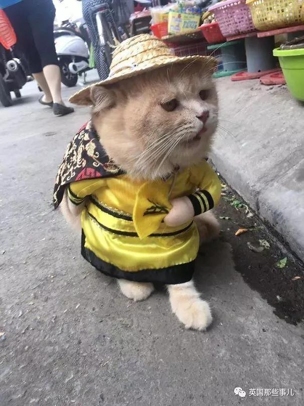 这只名叫狗的橘猫 是整片菜市场当之无愧的王者…
