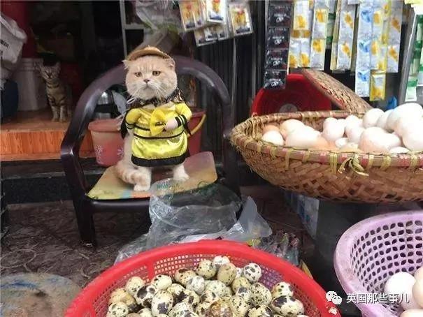 这只名叫狗的橘猫 是整片菜市场当之无愧的王者…