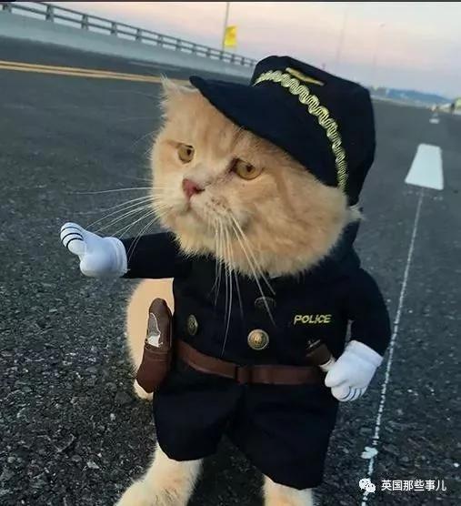 这只名叫狗的橘猫 是整片菜市场当之无愧的王者…