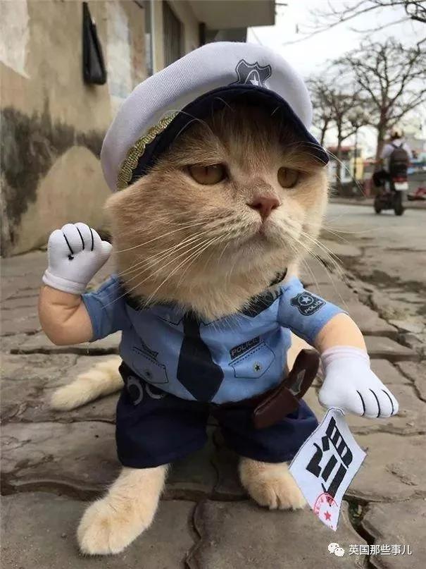 这只名叫狗的橘猫 是整片菜市场当之无愧的王者…