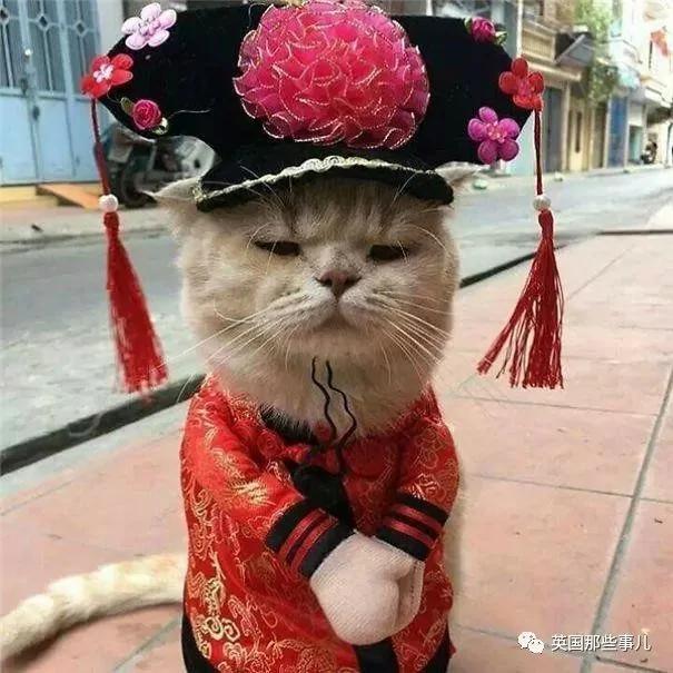 这只名叫狗的橘猫 是整片菜市场当之无愧的王者…