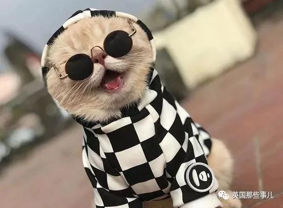 这只名叫狗的橘猫 是整片菜市场当之无愧的王者…