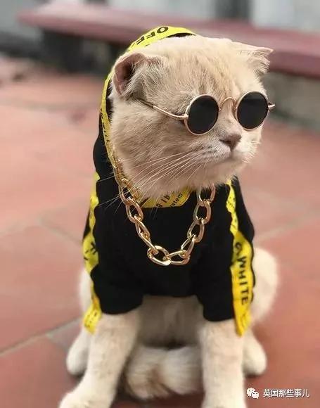 这只名叫狗的橘猫 是整片菜市场当之无愧的王者…