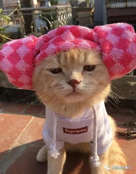 这只名叫狗的橘猫 是整片菜市场当之无愧的王者…