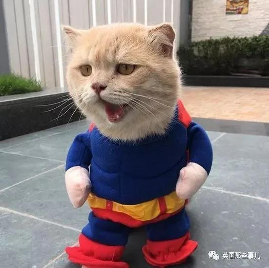 这只名叫狗的橘猫 是整片菜市场当之无愧的王者…