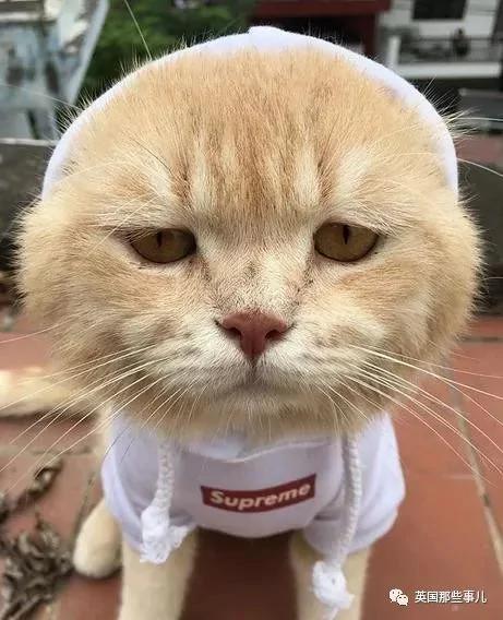 这只名叫狗的橘猫 是整片菜市场当之无愧的王者…
