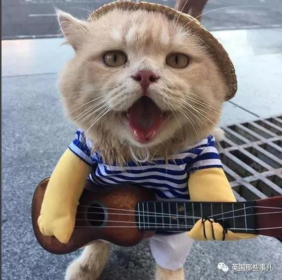 这只名叫狗的橘猫 是整片菜市场当之无愧的王者…