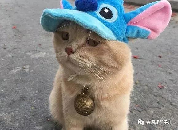 这只名叫狗的橘猫 是整片菜市场当之无愧的王者…