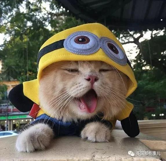 这只名叫狗的橘猫 是整片菜市场当之无愧的王者…