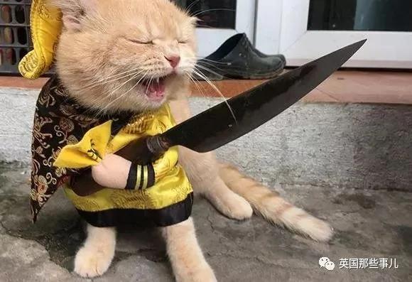 这只名叫狗的橘猫 是整片菜市场当之无愧的王者…