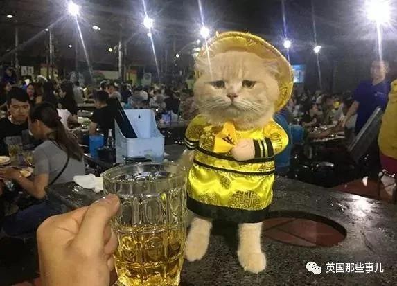 这只名叫狗的橘猫 是整片菜市场当之无愧的王者…