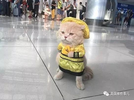 这只名叫狗的橘猫 是整片菜市场当之无愧的王者…