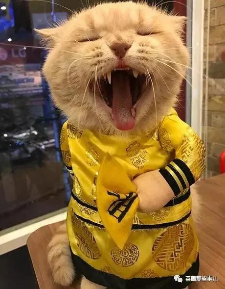 这只名叫狗的橘猫 是整片菜市场当之无愧的王者…