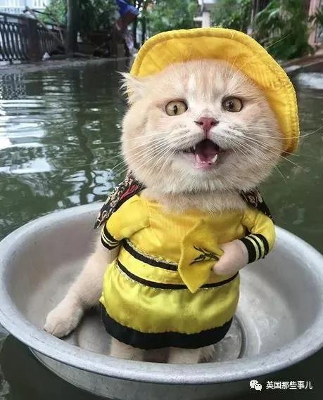 这只名叫狗的橘猫 是整片菜市场当之无愧的王者…